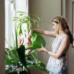 グリーンのバナナが腸のバランスを整える