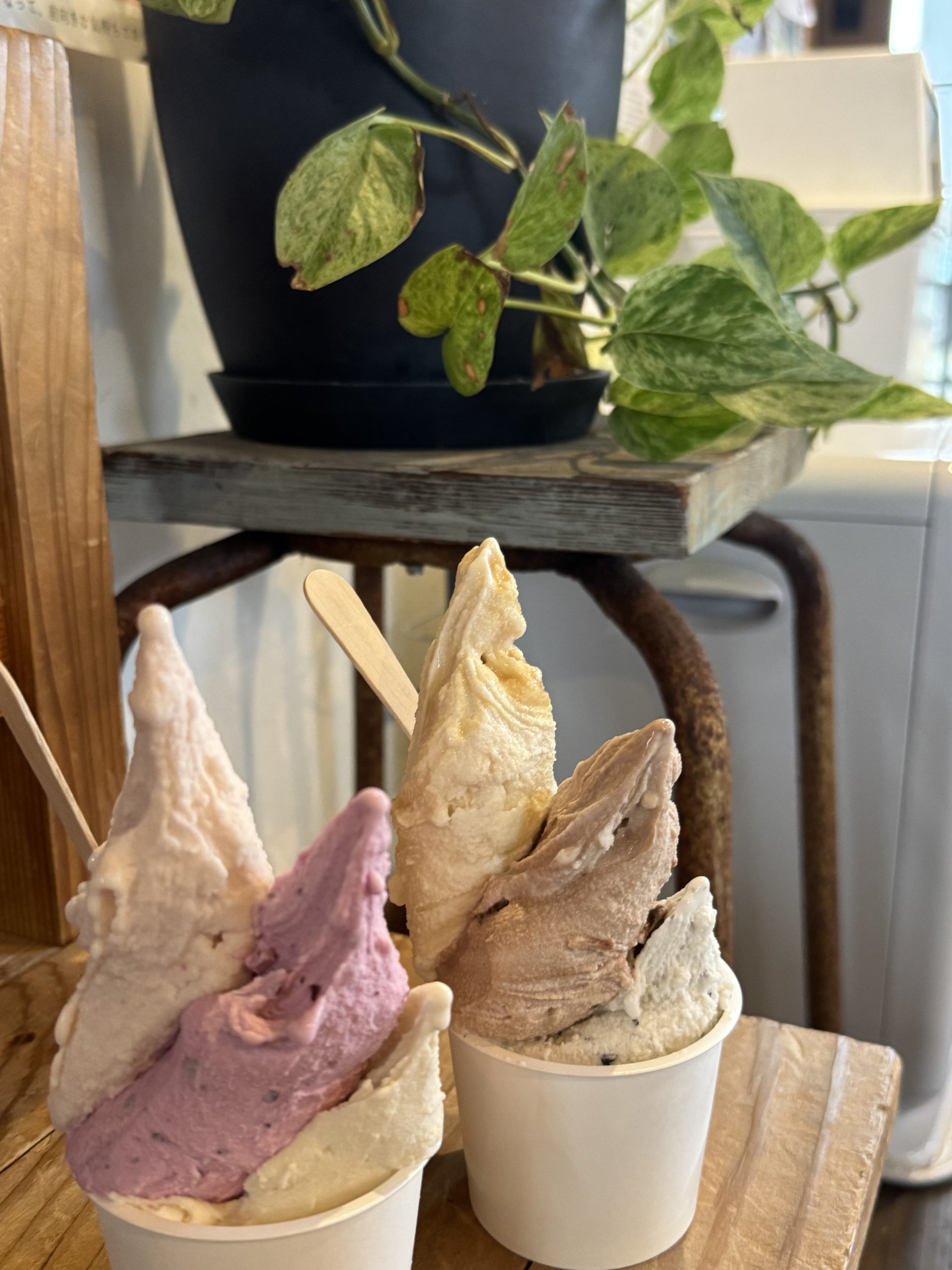 絶品！！搾りたて牛乳のジェラート