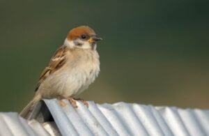 減るスズメ　朝告げる声遠くなる？