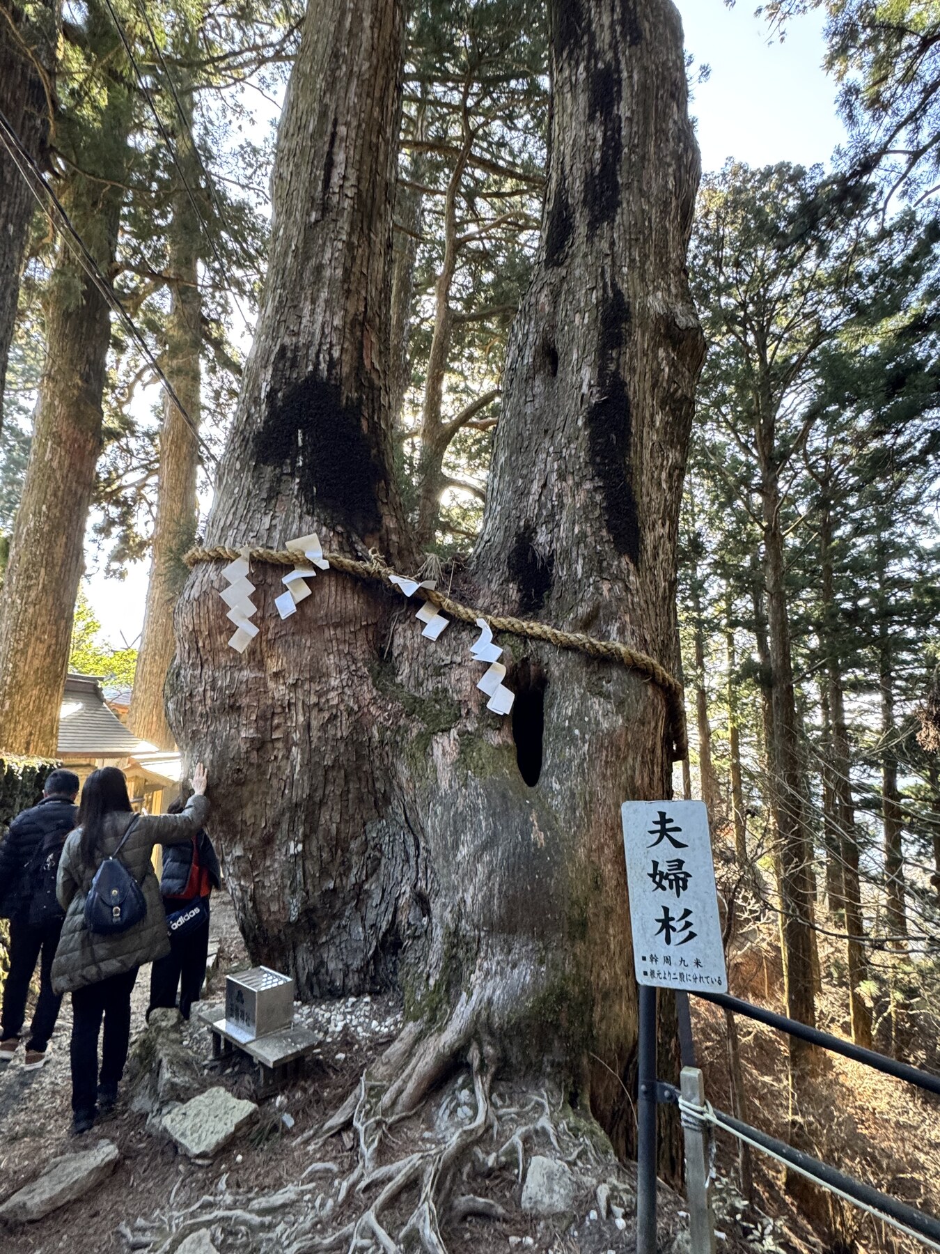 玉置神社の夫婦杉