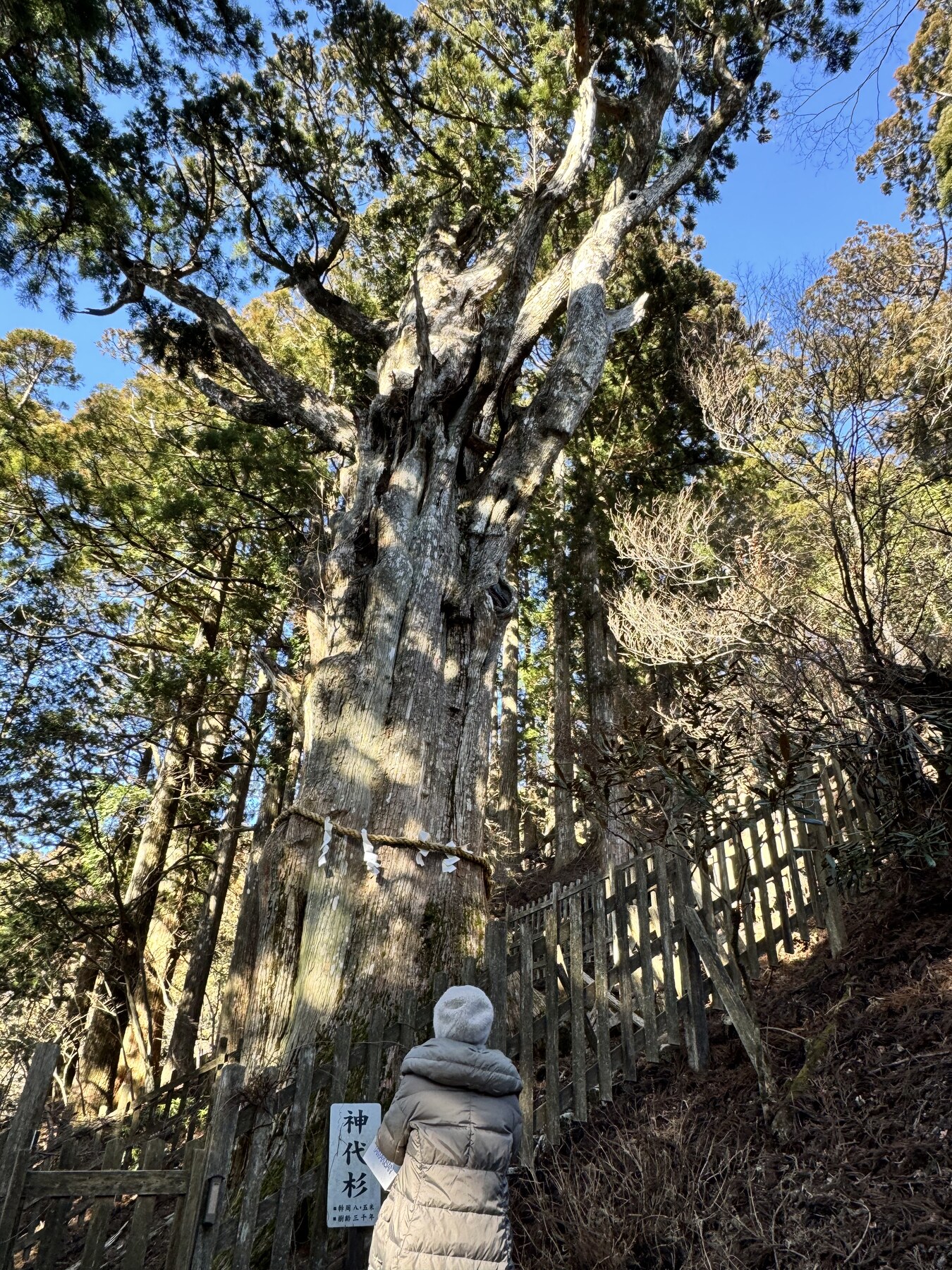 玉置神社の神代杉