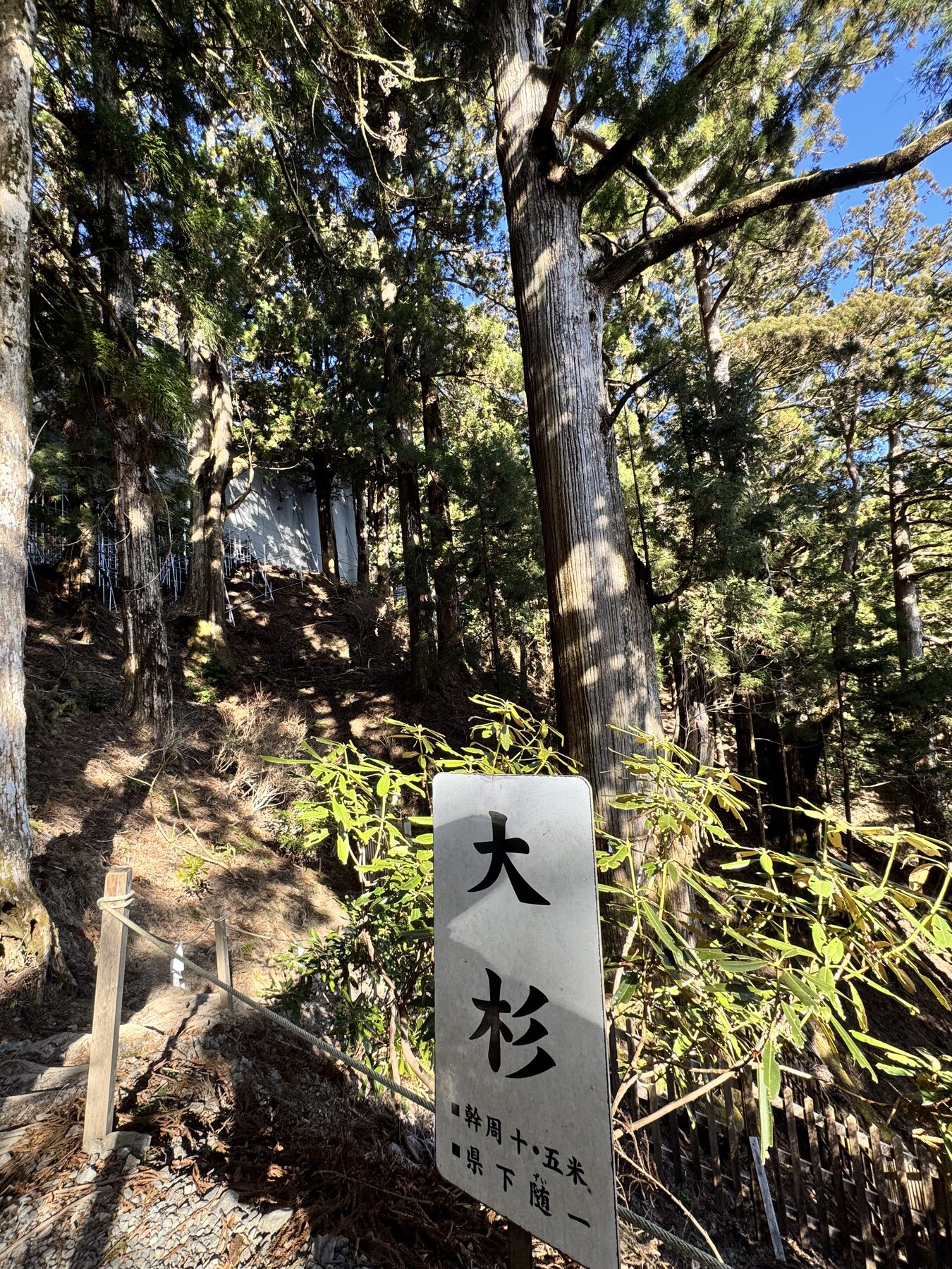 玉置神社の大杉