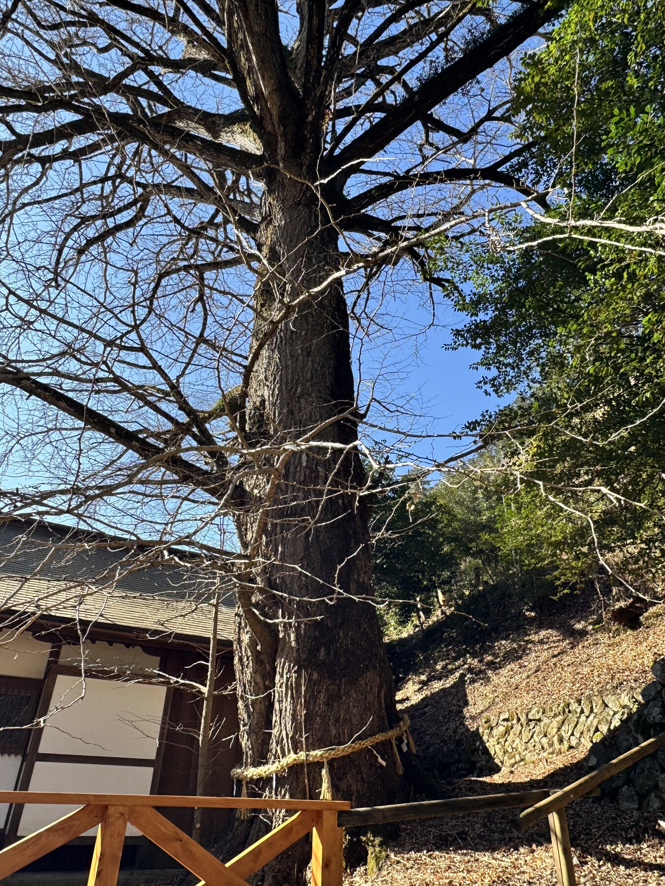 天河大辨財天社近くの大銀杏