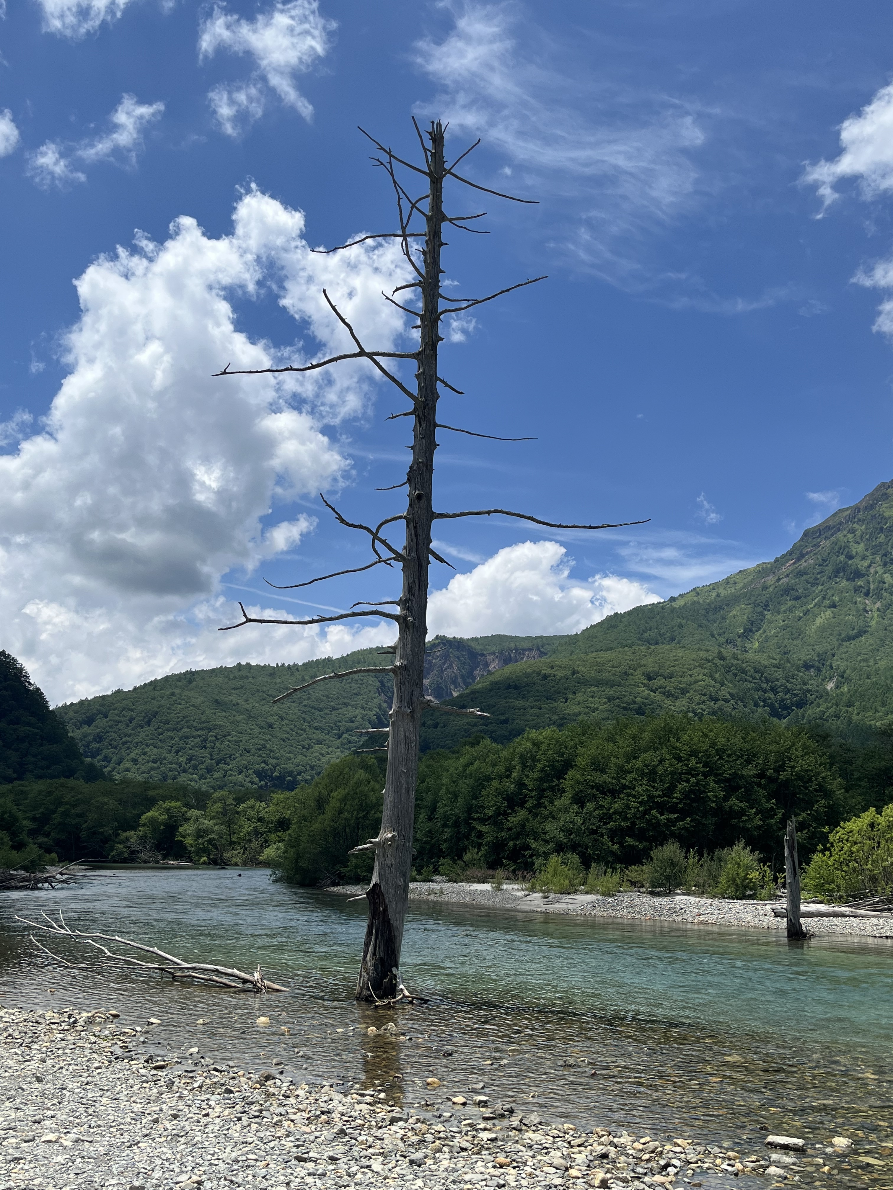 大正池周辺の立ち枯れの木と清流