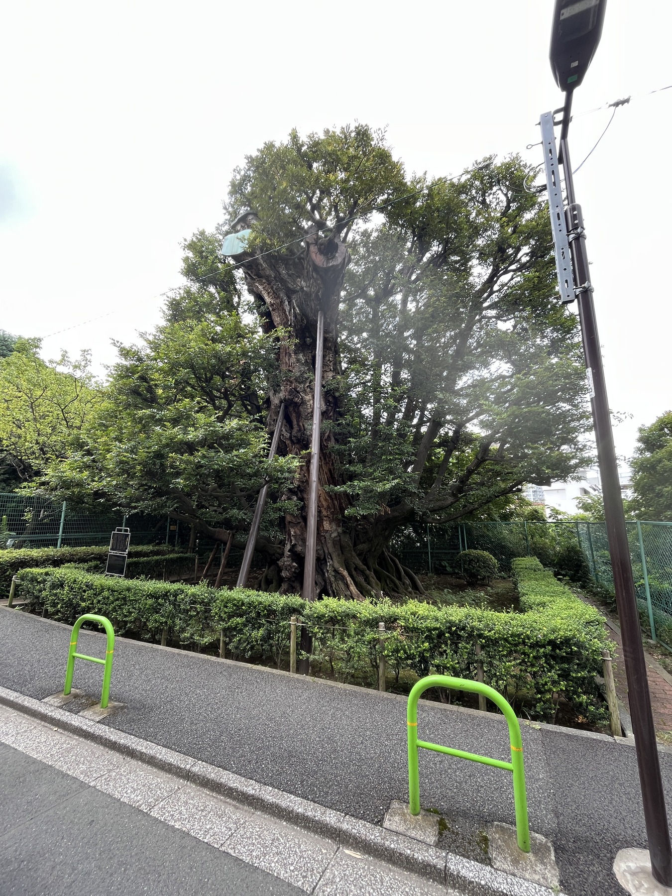 高輪に残る旧細川邸のシイの巨木