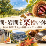 【都内から楽しむ秋旅】笠間・岩間で栗拾い体験！希少な和栗「人丸」と出会う一日
