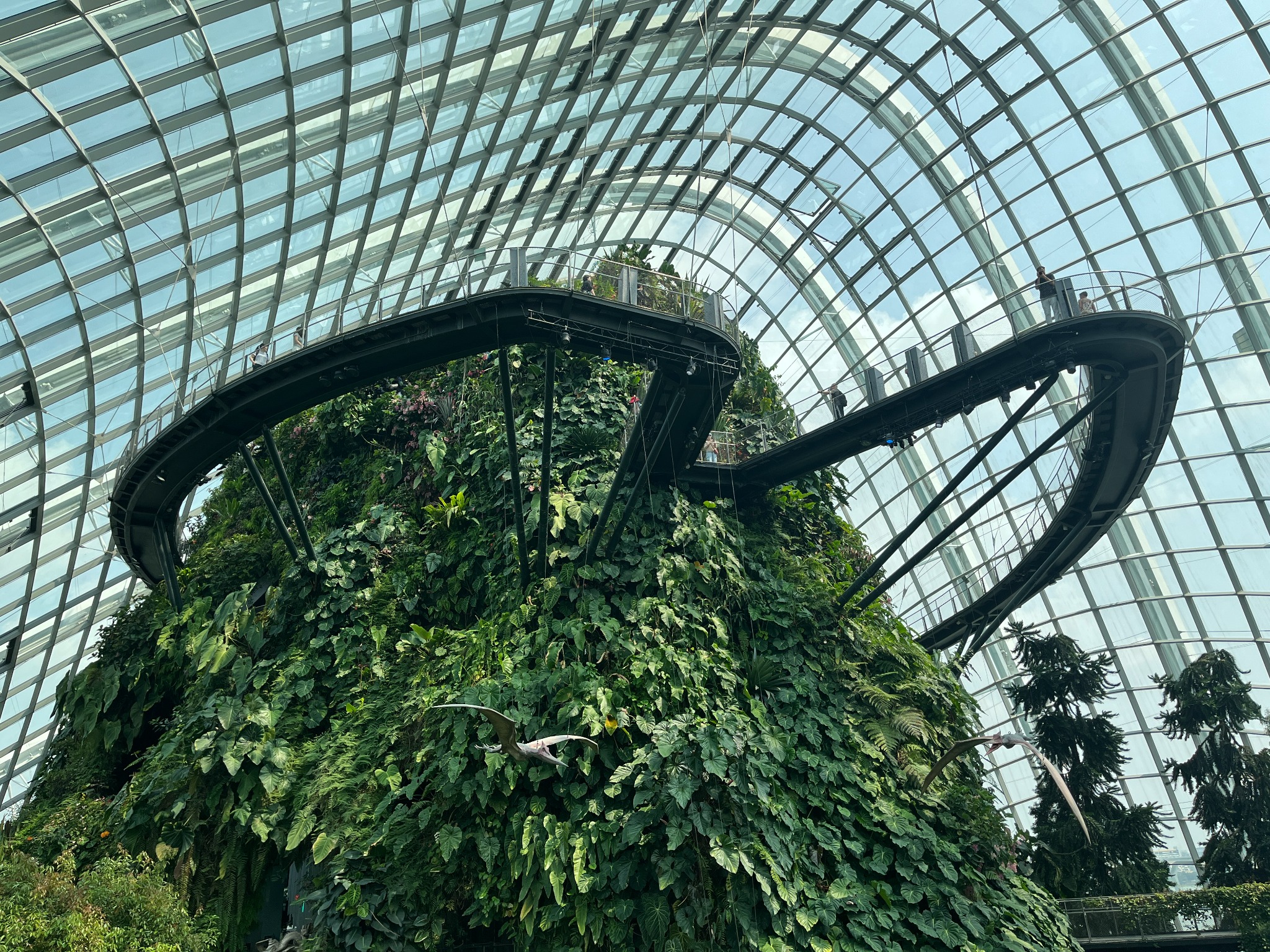 Cloud Forest