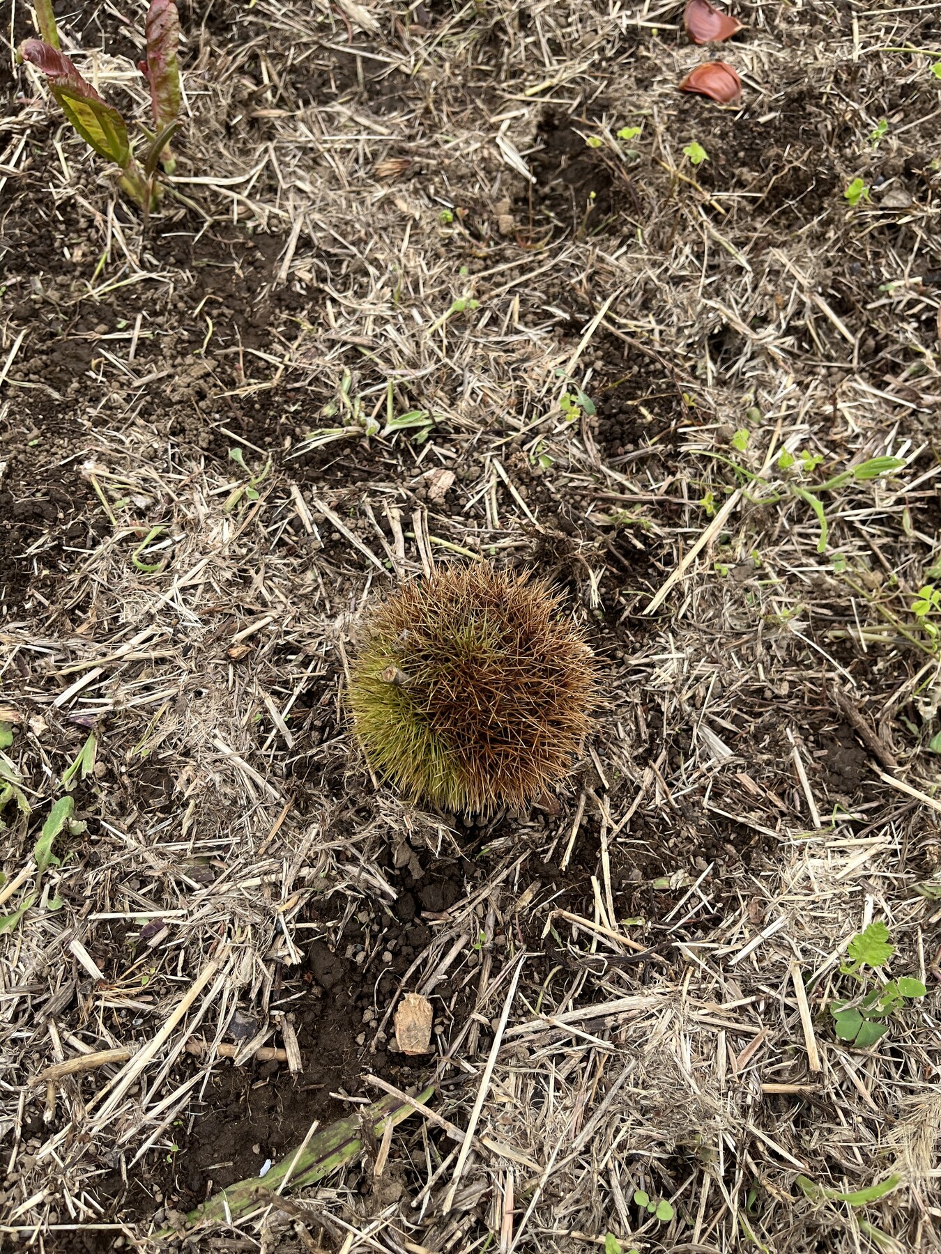 栗畑の地面に落ちたいが栗