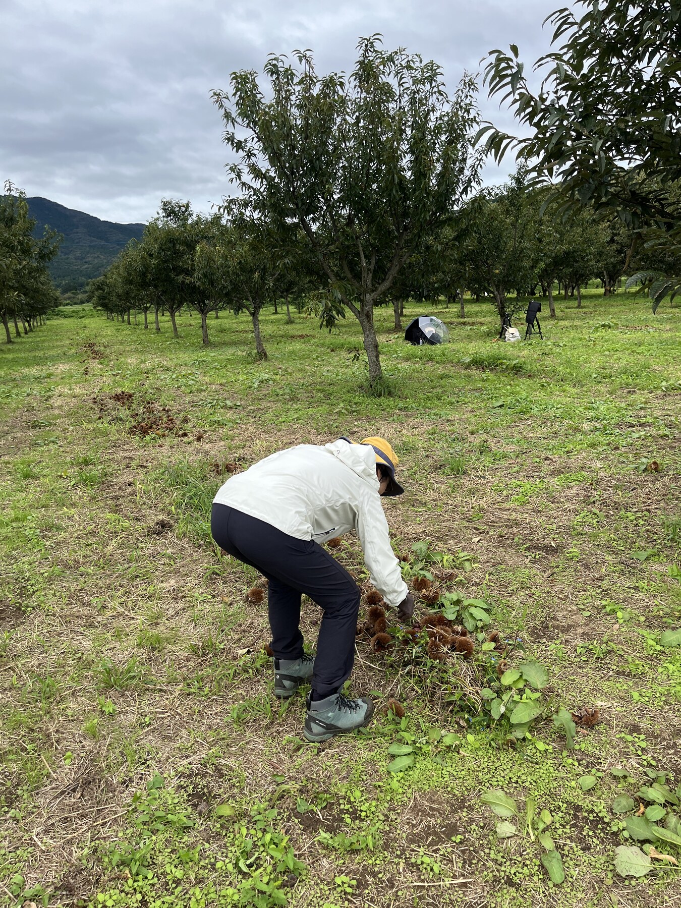 栗畑で栗拾いをしている様子