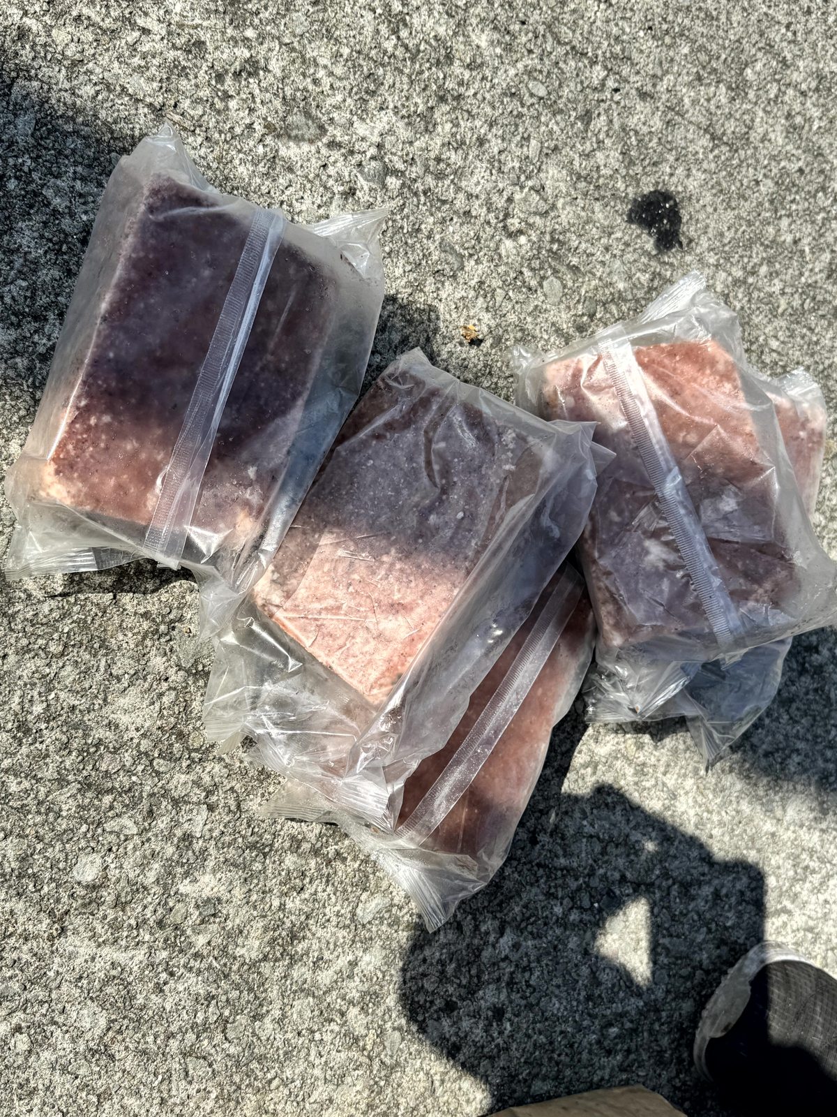 ウチノ海の筏釣りで用意してもらった餌