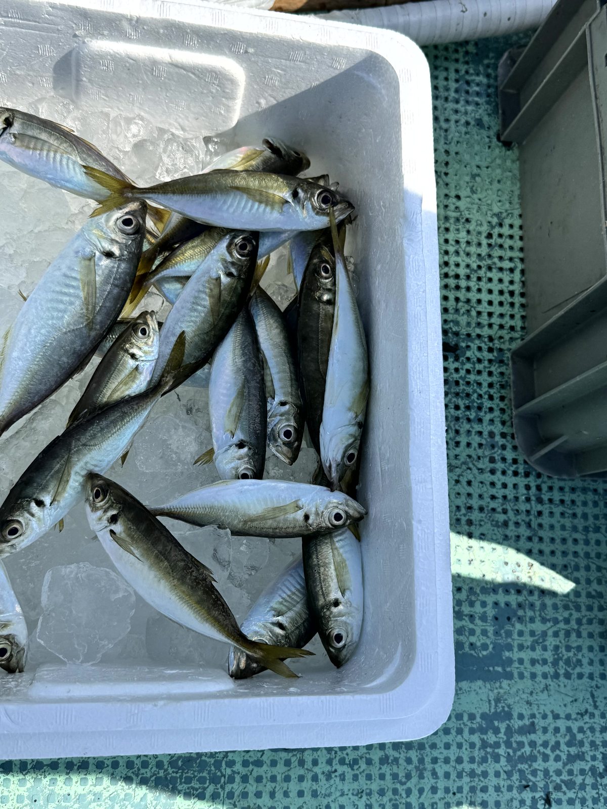 ウチノ海の筏釣りで釣れたアジ