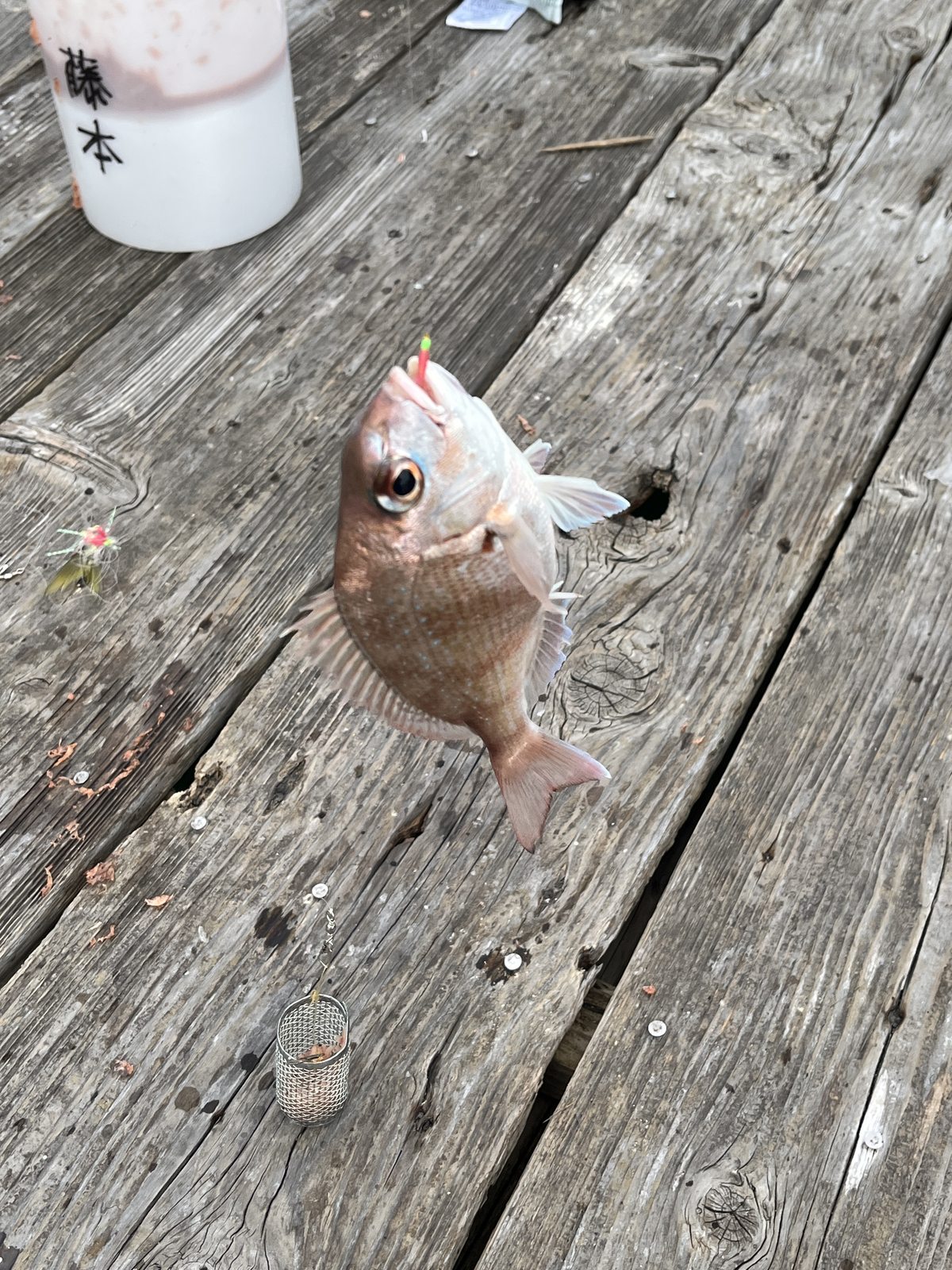 鳴門の筏釣りで釣れた鯛