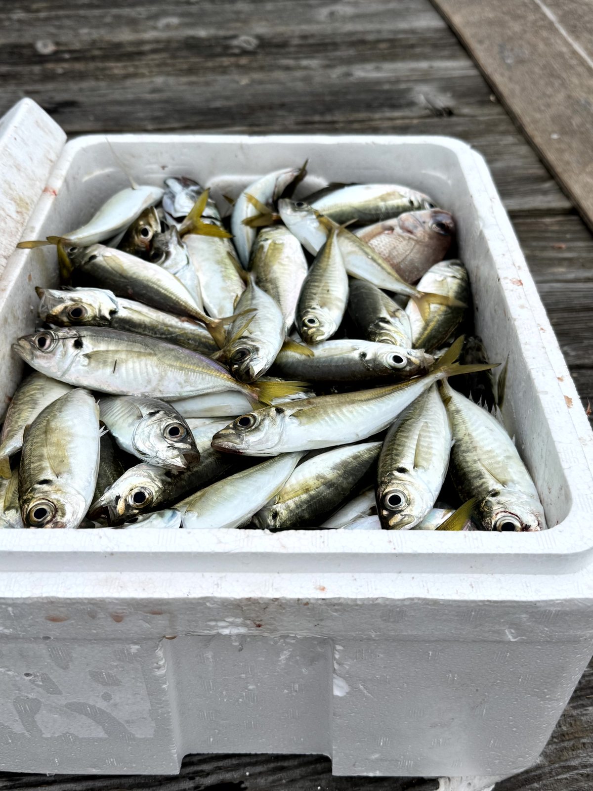 鳴門ウチノ海の筏釣りでクーラーボックスいっぱいになった釣果