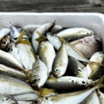 【鳴門】ほぼ初心者でも大漁！ウチノ海で手ぶら筏釣り｜藤本水産でアジ・サバ・鳴門鯛を満喫