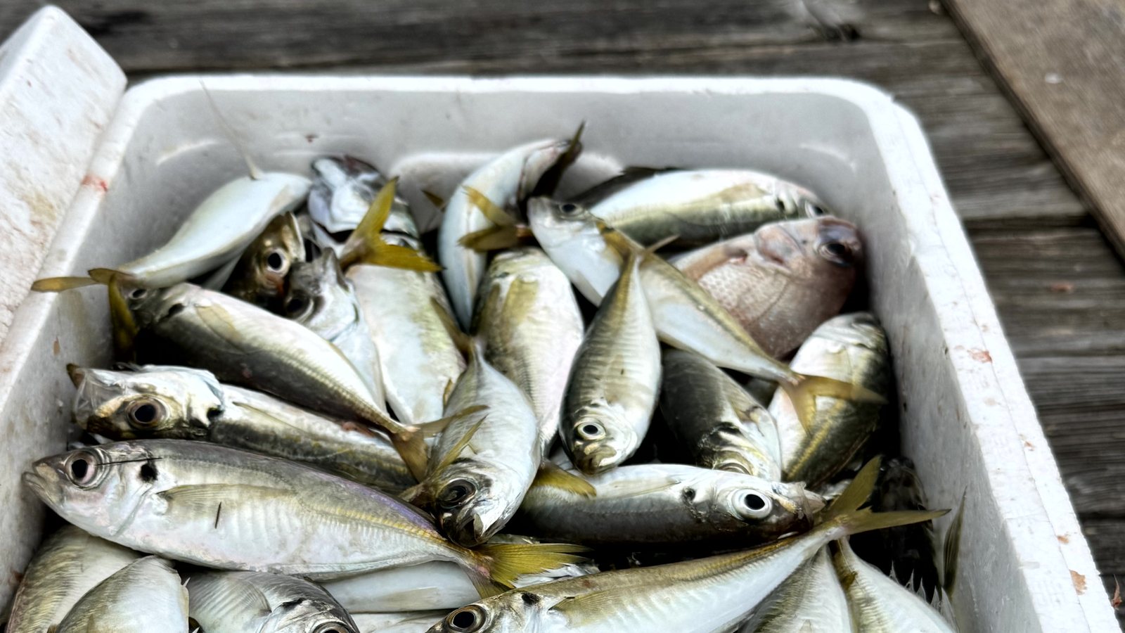 【鳴門】ほぼ初心者でも大漁!ウチノ海で手ぶら筏釣り|藤本水産でアジ・サバ・鳴門鯛を満喫